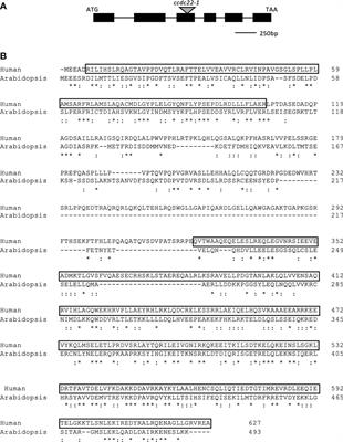 CCDC22 and CCDC93, two potential retriever-interacting proteins, are required for root and root hair growth in Arabidopsis